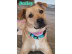 Adopt Bailey Yrly 13 a Terrier