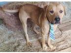 Adopt JASON 375599 a Yellow Labrador Retriever, Pit Bull Terrier