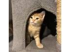 Adopt Andrew Jackson a Domestic Short Hair