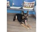 Adopt 4PAWS 2636 Coko a German Shepherd Dog