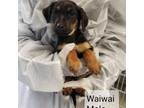 Adopt Waiwai a German Shepherd Dog