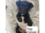Adopt Ogg a German Shepherd Dog