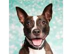 Adopt Zoey Forever a Boston Terrier
