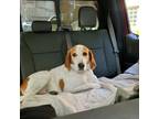 Adopt Jenny a Treeing Walker Coonhound