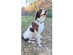 Adopt Loofa a German Wirehaired Pointer