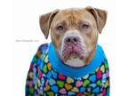 Adopt Fred a Pit Bull Terrier, Mixed Breed