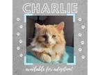 Adopt Charlie a Domestic Long Hair