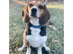 Adopt Buddy a Beagle