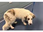 Adopt ANN a Great Pyrenees, Mixed Breed