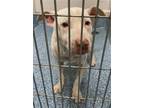 Adopt POLAR a Pit Bull Terrier, Mixed Breed