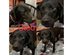 Adopt Cleo a Labrador Retriever