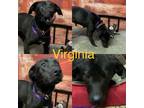 Adopt Virginia a Labrador Retriever