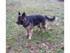 Adopt Lexi a German Shepherd Dog