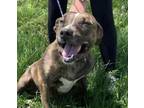 Adopt Sassy Jade a American Staffordshire Terrier, Mixed Breed