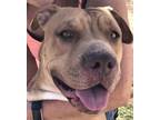 Adopt wally a Pit Bull Terrier