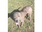 Adopt Kenner a American Bully