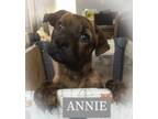 Adopt Annie a Cane Corso, Mixed Breed