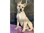 Adopt Rose a German Shepherd Dog, Pit Bull Terrier