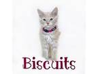 Biscuits Domestic Mediumhair Kitten Female