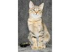 Lucky 34931 Domestic Shorthair Young Male