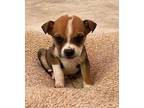Fuller Beagle Puppy Male