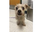 Adopt Rose a Yorkshire Terrier