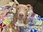MILKDUD American Pit Bull Terrier Young Male