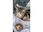 King Maine Coon Young Male