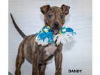 Adopt Dandy a Pit Bull Terrier