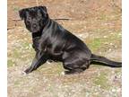 Adopt Dito a Labrador Retriever, Pit Bull Terrier