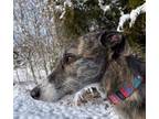 Adopt Oscar a Greyhound, Irish Wolfhound
