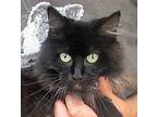 Zoey Maine Coon Adult Female