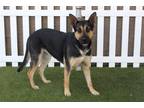 Adopt BOTAS a German Shepherd Dog, Mixed Breed