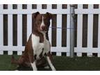 Adopt HAMILTON a American Staffordshire Terrier, Mixed Breed