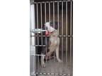 CAMILA American Pit Bull Terrier Adult Female