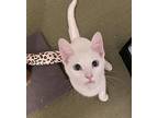 LUMOS Domestic Shorthair Kitten Male