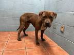 Adopt TIM a Pit Bull Terrier, Mixed Breed