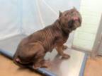 Adopt GABBY a Pit Bull Terrier