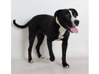 Adopt 378731 a Pit Bull Terrier
