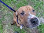 Adopt BENDER a American Staffordshire Terrier, Mixed Breed