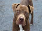 Adopt IGGY a Pit Bull Terrier