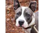Adopt Daphne Blue a Pit Bull Terrier, Mixed Breed