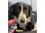 Adopt Tippy a English Shepherd, Australian Shepherd