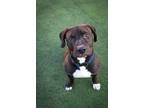 Adopt Padre a Pit Bull Terrier
