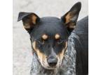 Adopt Kellog a Australian Cattle Dog / Blue Heeler, German Shepherd Dog