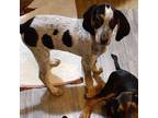 Marla Bluetick Coonhound Puppy Female
