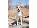 Adopt HANK a Hound, American Staffordshire Terrier