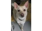 Adopt MYLO (And COCO) a Jack Russell Terrier, Pomeranian