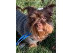 Adopt Smiley a Cairn Terrier
