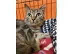 Willis Domestic Shorthair Young Male